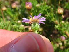Felicia fruticosa