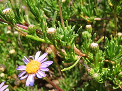 Felicia fruticosa