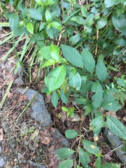 Maesa perlaria formosana