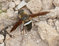 Exoprosopa rostrifera