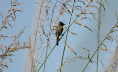 Pseudocolopteryx sclateri