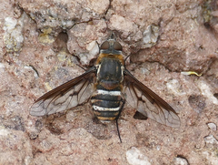 Exoprosopa dodrina
