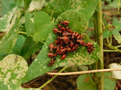 Tropidothorax leucopterus