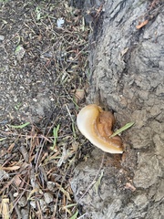 Ganoderma polychromum