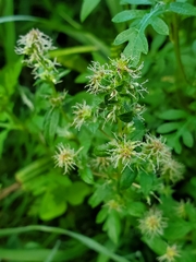 Humulus scandens