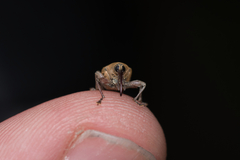 Curculio