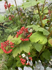 Viburnum edule