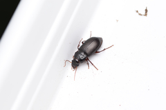 Harpalus rufipes