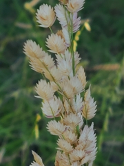 Eragrostis superba