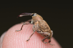 Curculio