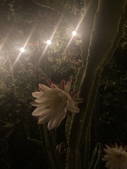 Cereus repandus