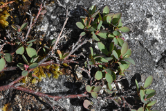 Vaccinium uliginosum