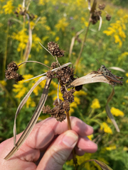 Scirpus