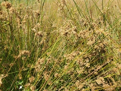 Juncus patens