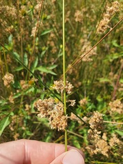 Juncus patens