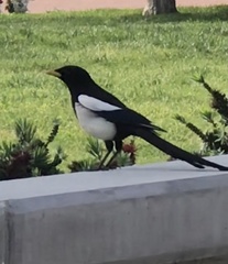 Pica nuttalli