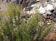 Brickellia longifolia