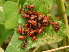 Tropidothorax leucopterus