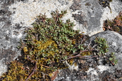 Vaccinium uliginosum