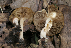 Inocybe flocculosa