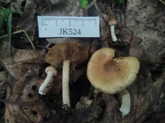Inocybe flocculosa
