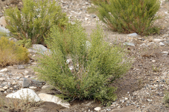 Brickellia longifolia