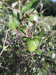 Annonaceae