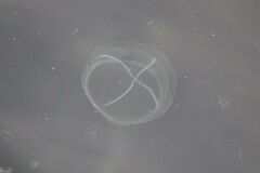 Staurostoma mertensii