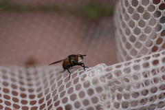 Gymnosoma