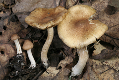 Inocybe flocculosa