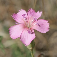 Dianthus tarentinus