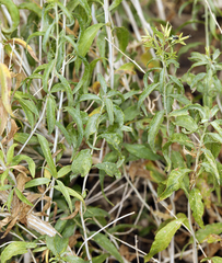 Brickellia longifolia