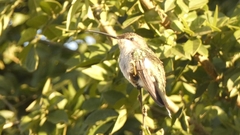 Heliomaster furcifer