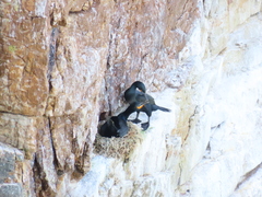 Phalacrocorax capensis