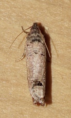 Notocelia culminana