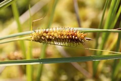 Carex aquatilis