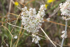 Eriogonum wrightii