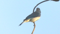 Thraupis sayaca