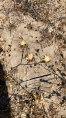 Centaurea melitensis