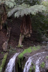 Dicksonia fibrosa