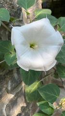 Datura innoxia
