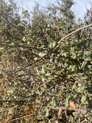 Rhamnus ilicifolia