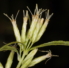 Brickellia longifolia