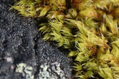 Racomitrium heterostichum