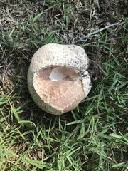 Lycoperdon utriforme