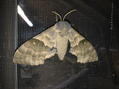 Pachysphinx modesta