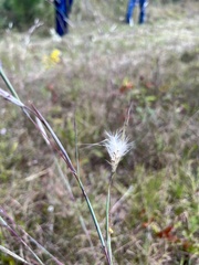 Andropogon ternarius