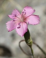 Dianthus tarentinus