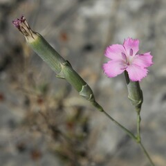 Dianthus tarentinus