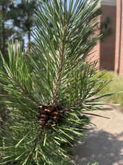 Pinus virginiana